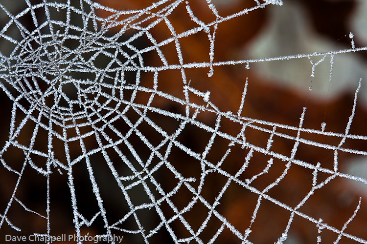 Close-ups and Macro