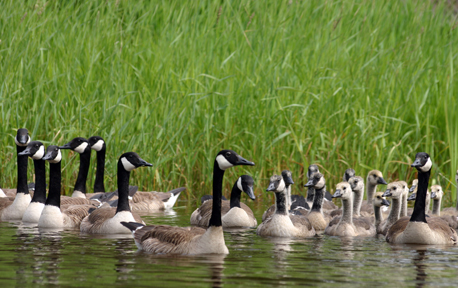 Famille de bernaches