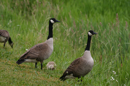 Bernaches du Canada / Canada Geese