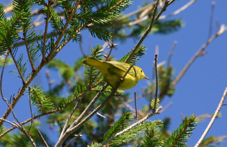 Paruline jaune / Yellow Warbler