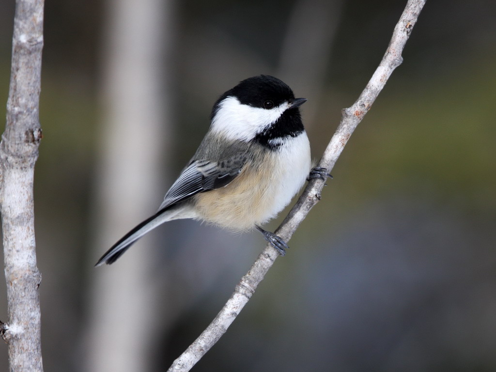 Black-capped Chickadee