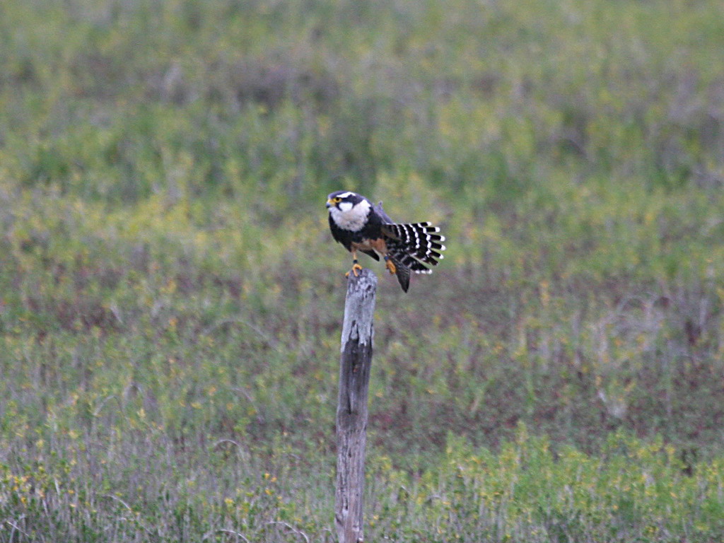 Aplomado Falcon