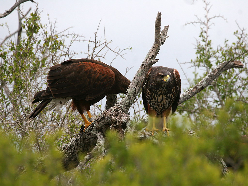 Harriss Hawk