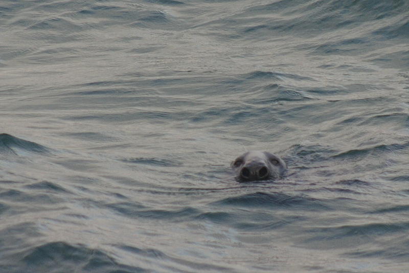 Grey Seal