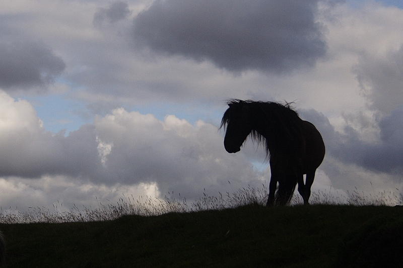 Feral Pony