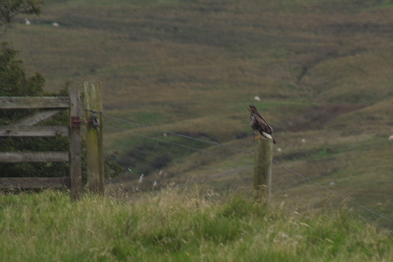 Perched Buzzard 1