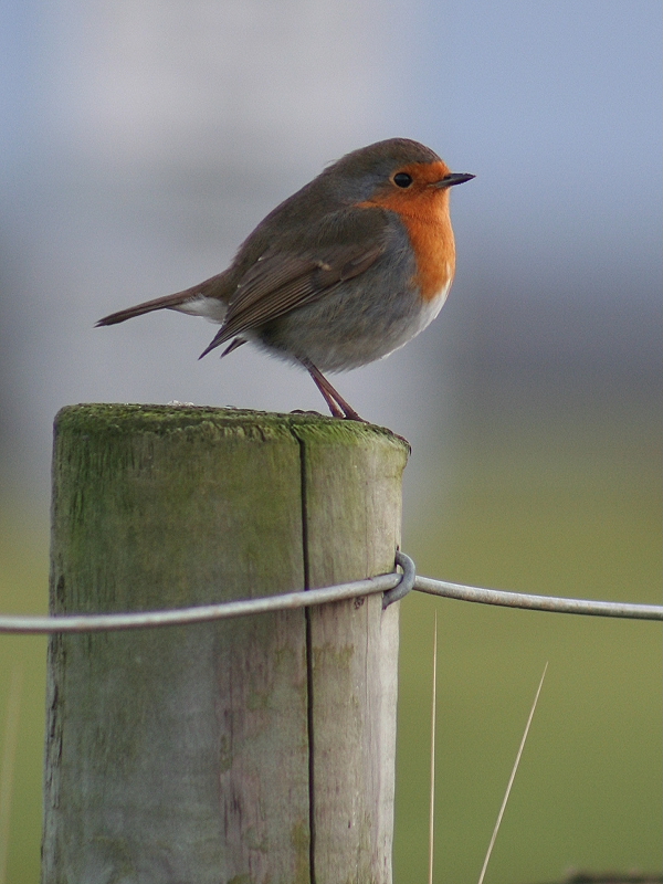 Robin 5.JPG