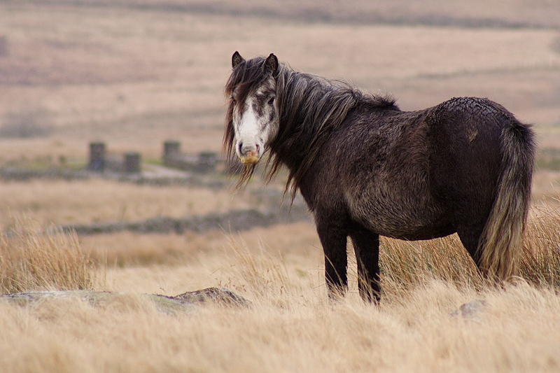 Jan Ponies 4.JPG