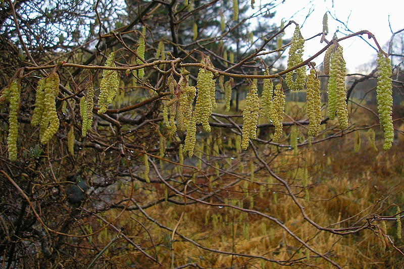 Catkins 1.JPG