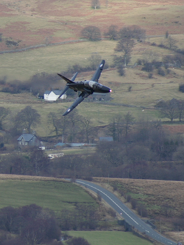 Hawk 1.JPG