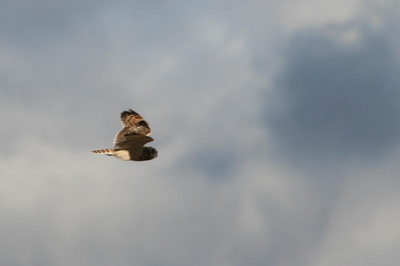 Short-eared Owl 3