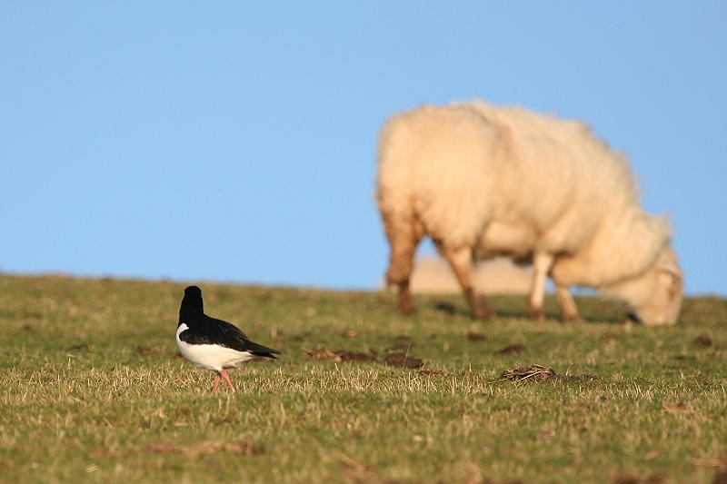 Small Bird, Big Sheep!
