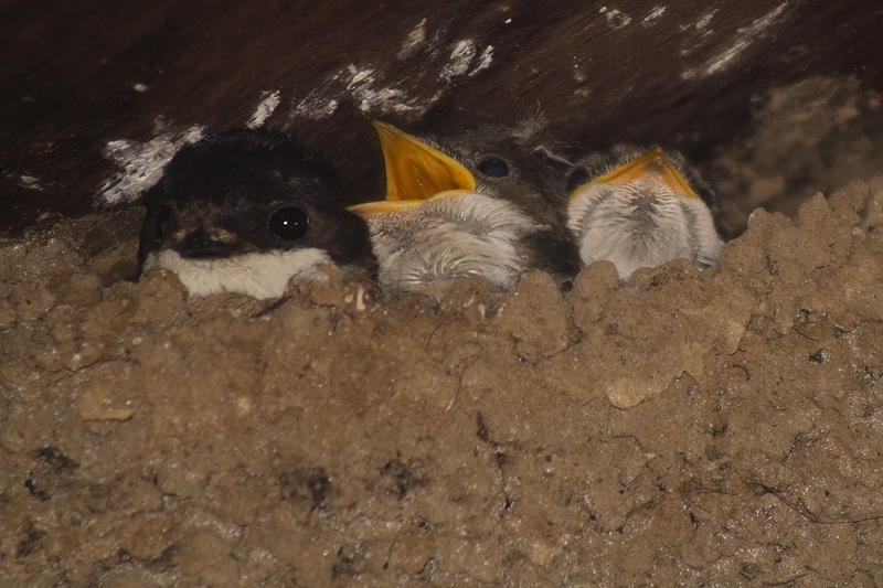 House Martins