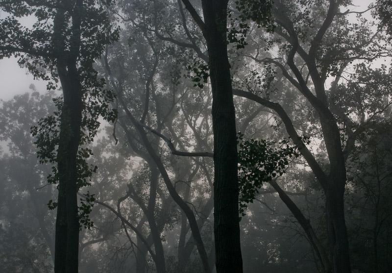 Fog at the ditch