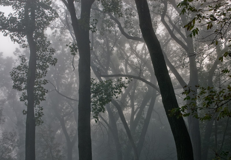 Fog at the ditch
