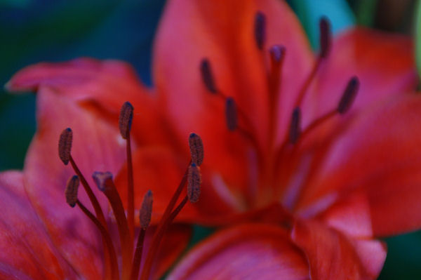 A Lily for today