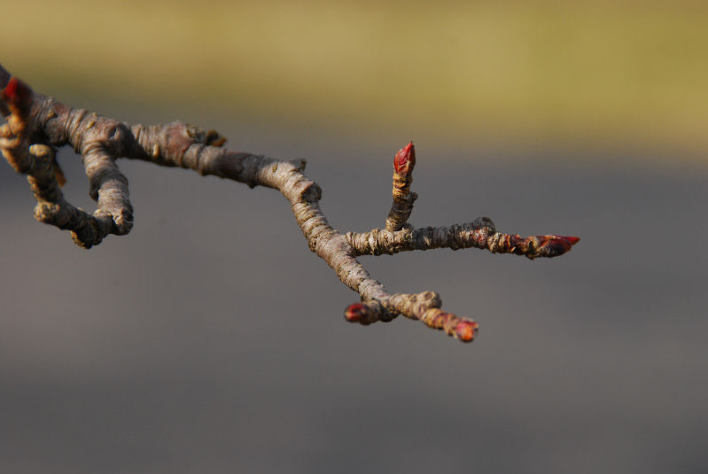 flowering crab apple tree  Palmyra, New York