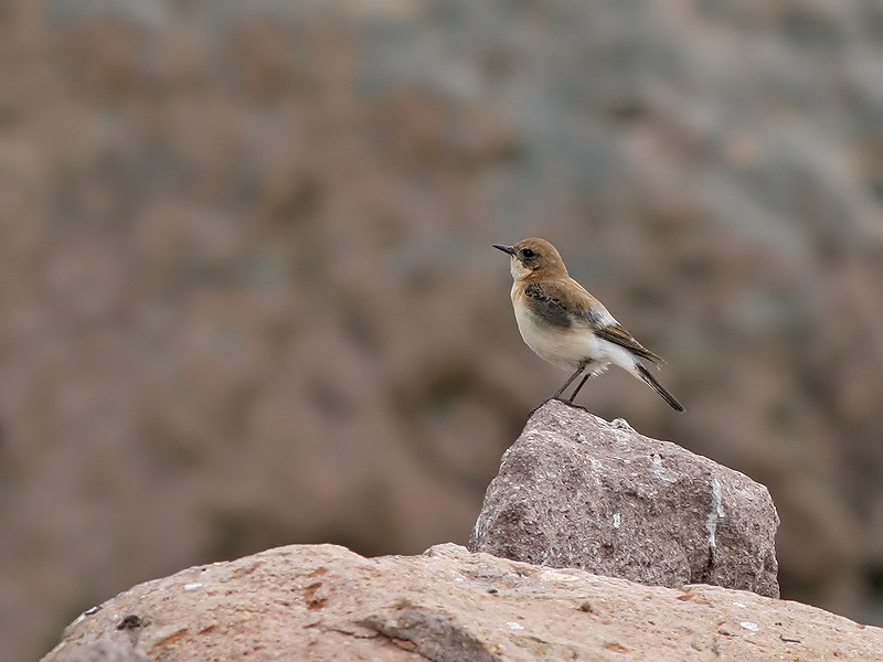Eastern Black-eared wheatear - Oostelijke Blonde Tapuit - Oenanthe melanoleuca