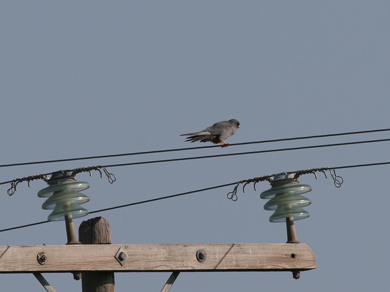 Red-footed Falcon - Roodpootvalk - Falco vespertinus (male)