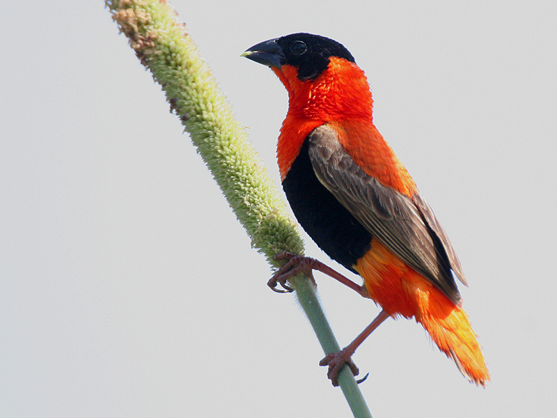 Northern Red Bishop - Oranjewever - Euplectes franciscanus