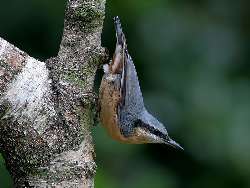 Boomklever - Nuthatch - Sitta europaea