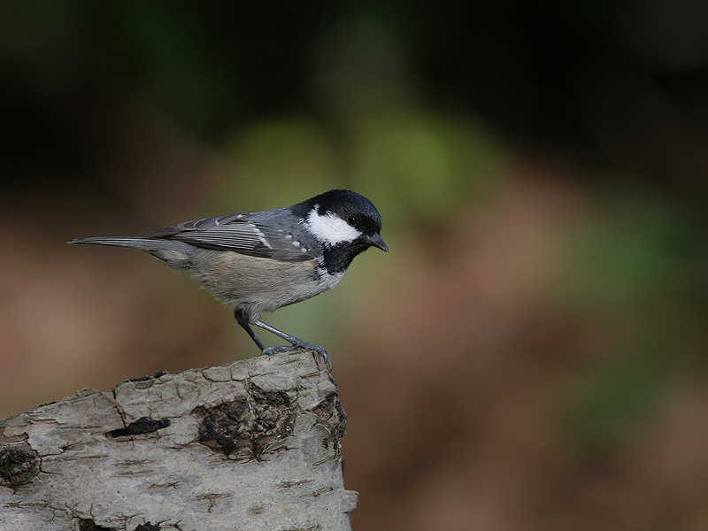 Zwarte Mees - Coal Tit - Parus ater