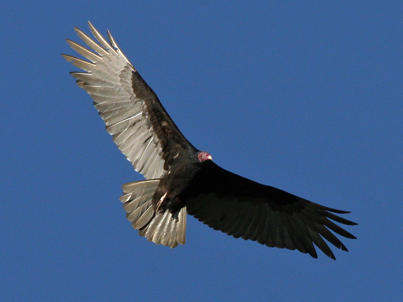 Turkey Vulture - Kalkoengier - Cathartes aura