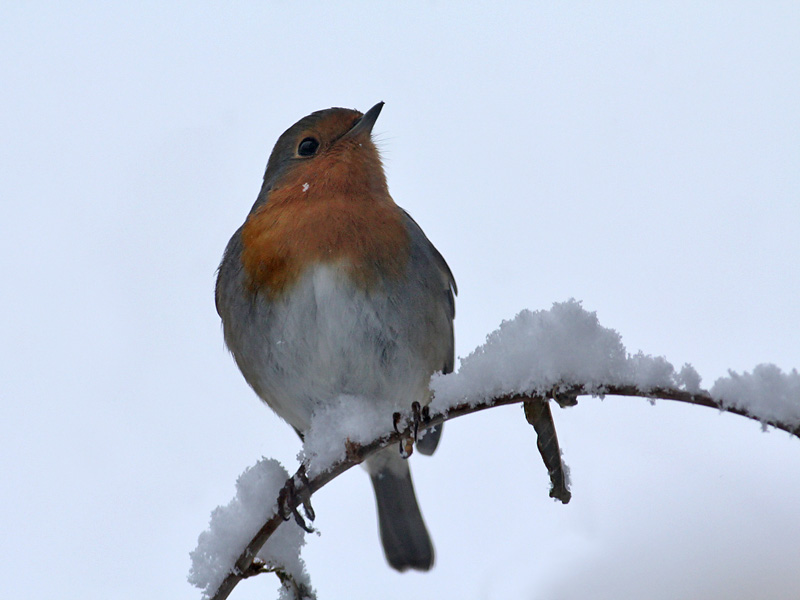 Robin - Roodborst - Erithacus rubecula