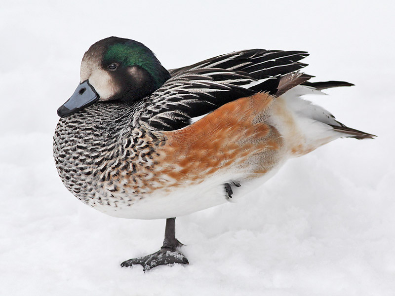Chileense Smient - Chiloe Wigeon - Anas sibilatrix (captive)
