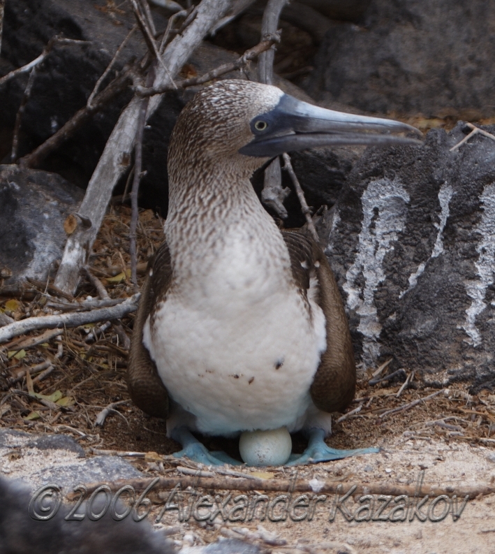 Ecuador - Galapagos