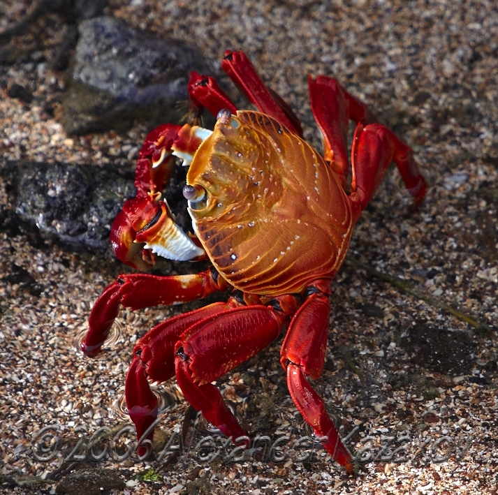 Ecuador - Galapagos