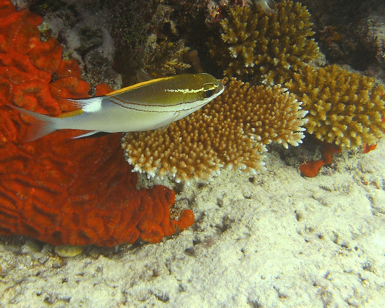 FJI_PICT0259.jpg