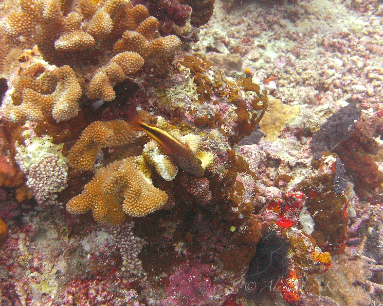 FJI_PICT0426.jpg