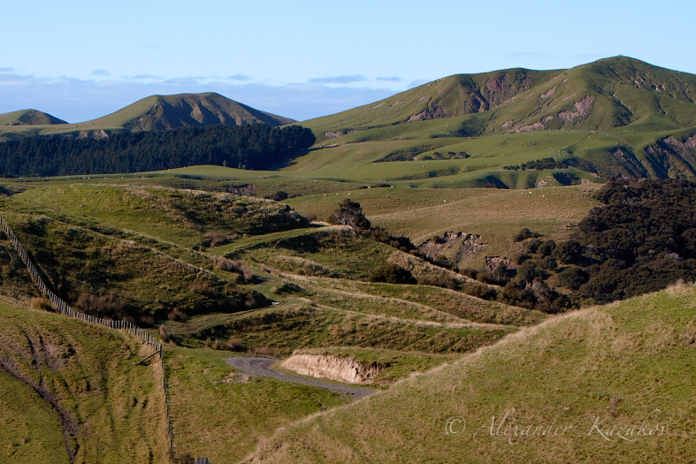 NZL_MG_6615.jpg