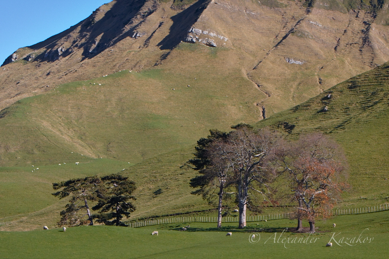 NZL_MG_6658.jpg
