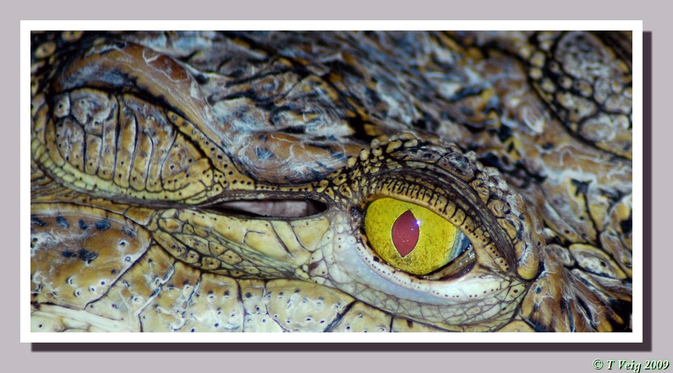 The eye of the crocodile.JPG