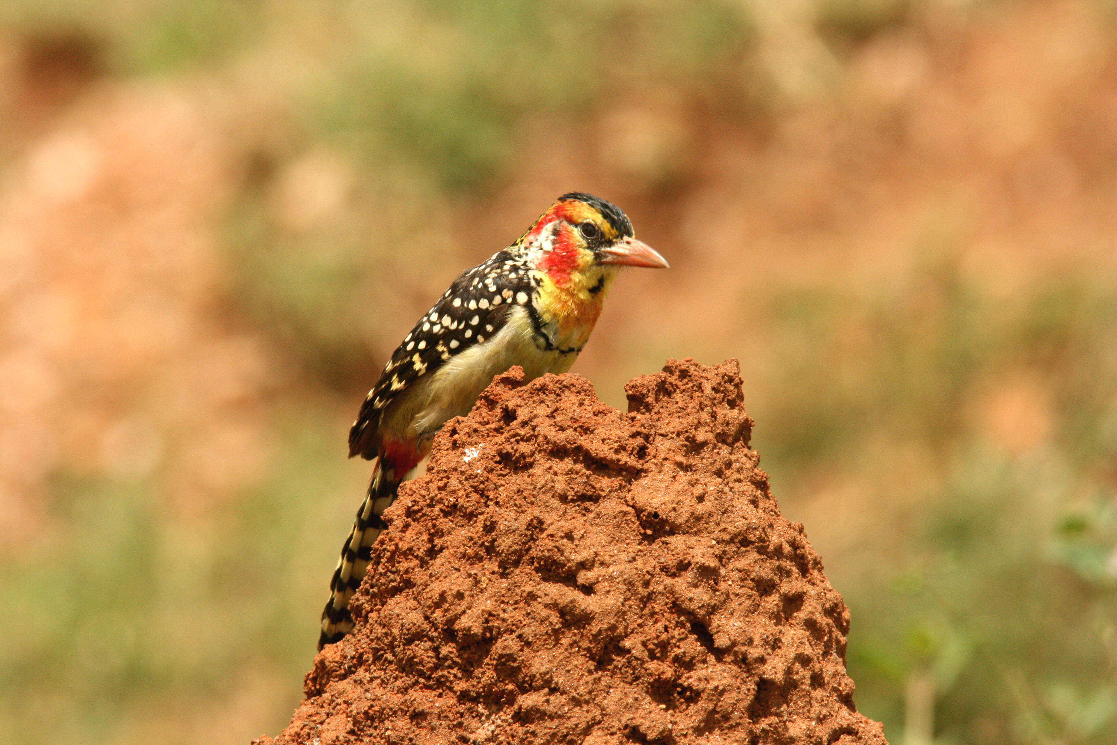 Red-and-yellow Barbet. Photo Stefan  Lithner