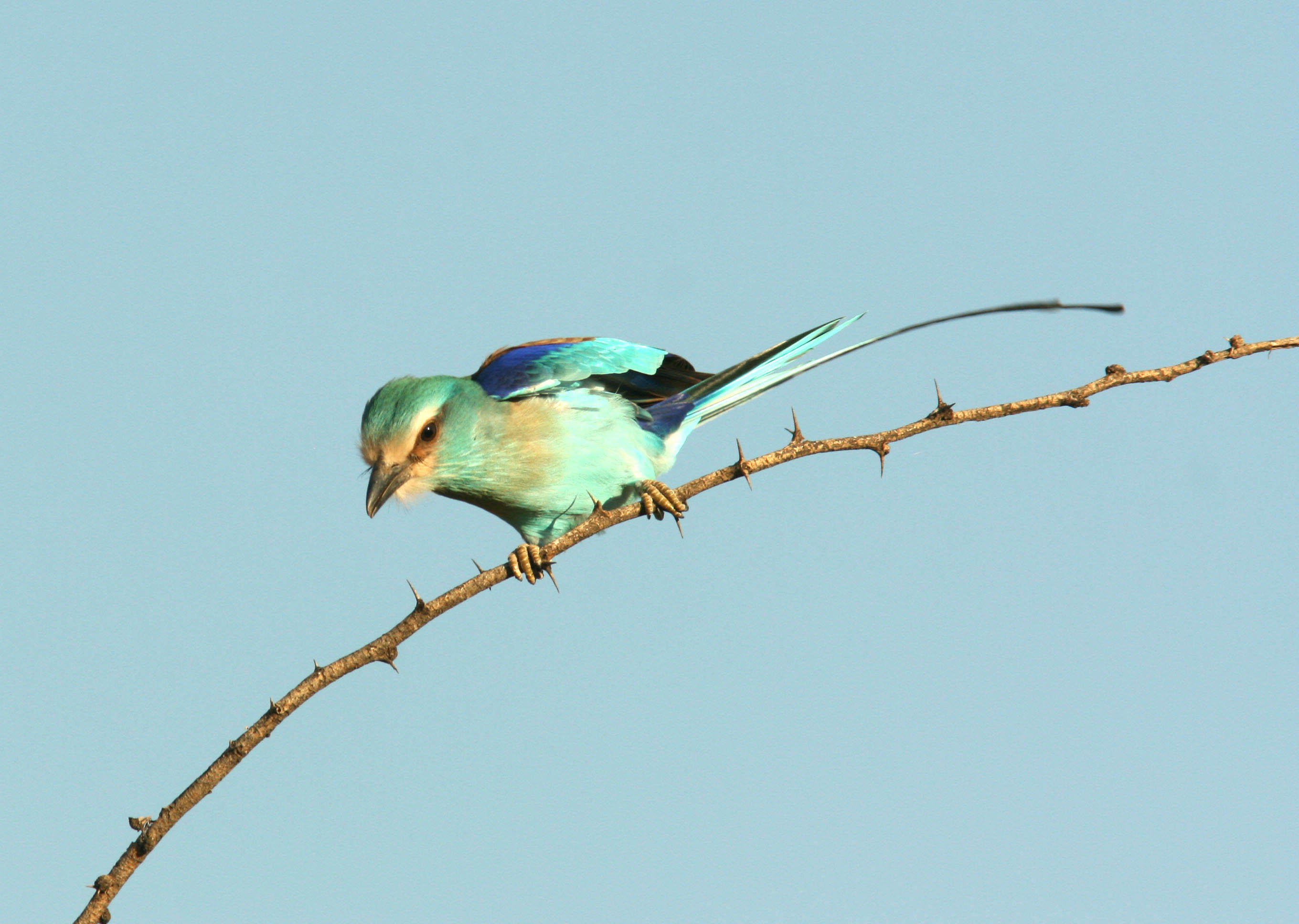 Abyssinian Roller. Photo Stefan  Lithner