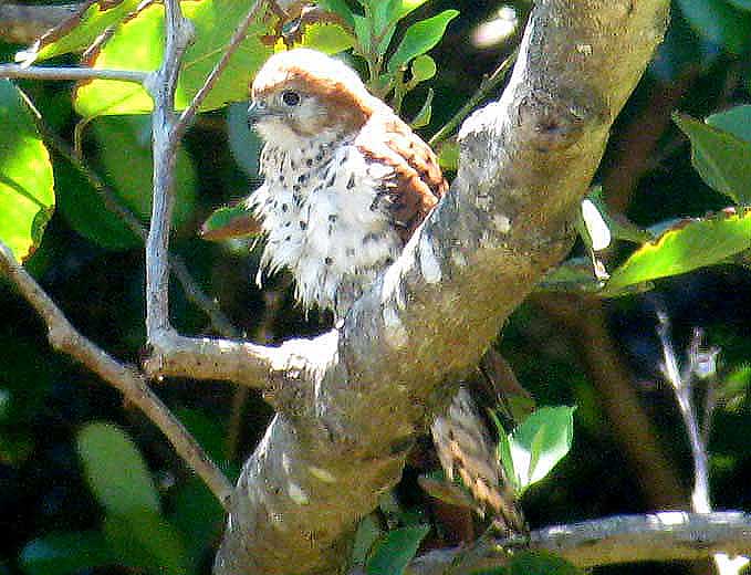 211 Mauritius kestrel Mauritius Le Domaine DAnse Jonchee 081116 S. Lithner