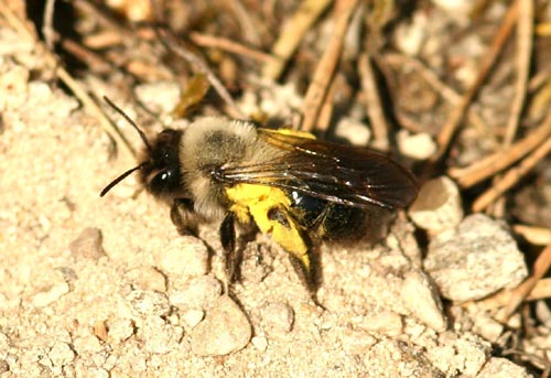 3  Andrena vaga (slgsandbi) Slve Grustag (Bl) 080429 S. Lithner.jpg