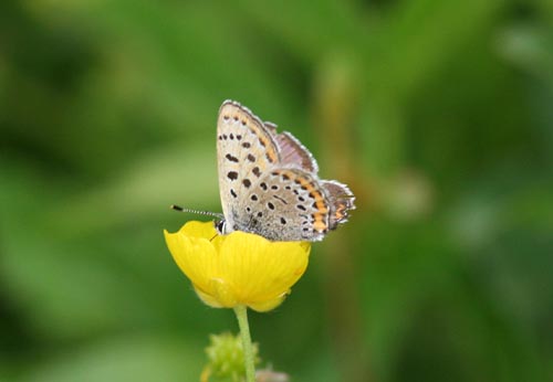 31 Lycaena helle (violett guldvinge) Jmtkrogen (Jmt) 080618 S. Lithner.jpg