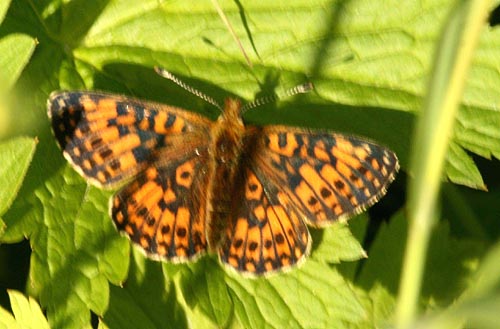 62 Boloria selene (brunflckig prlemorfjril)  Polcirkeln (Lu lpm) 080707 S. Lithner.jpg