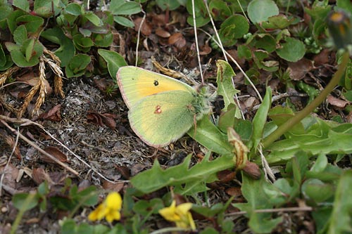 101 Colias hecla (hgnordisk hfjril) Avrukvarri (T lpm) 080716 S. Lithner.jpg