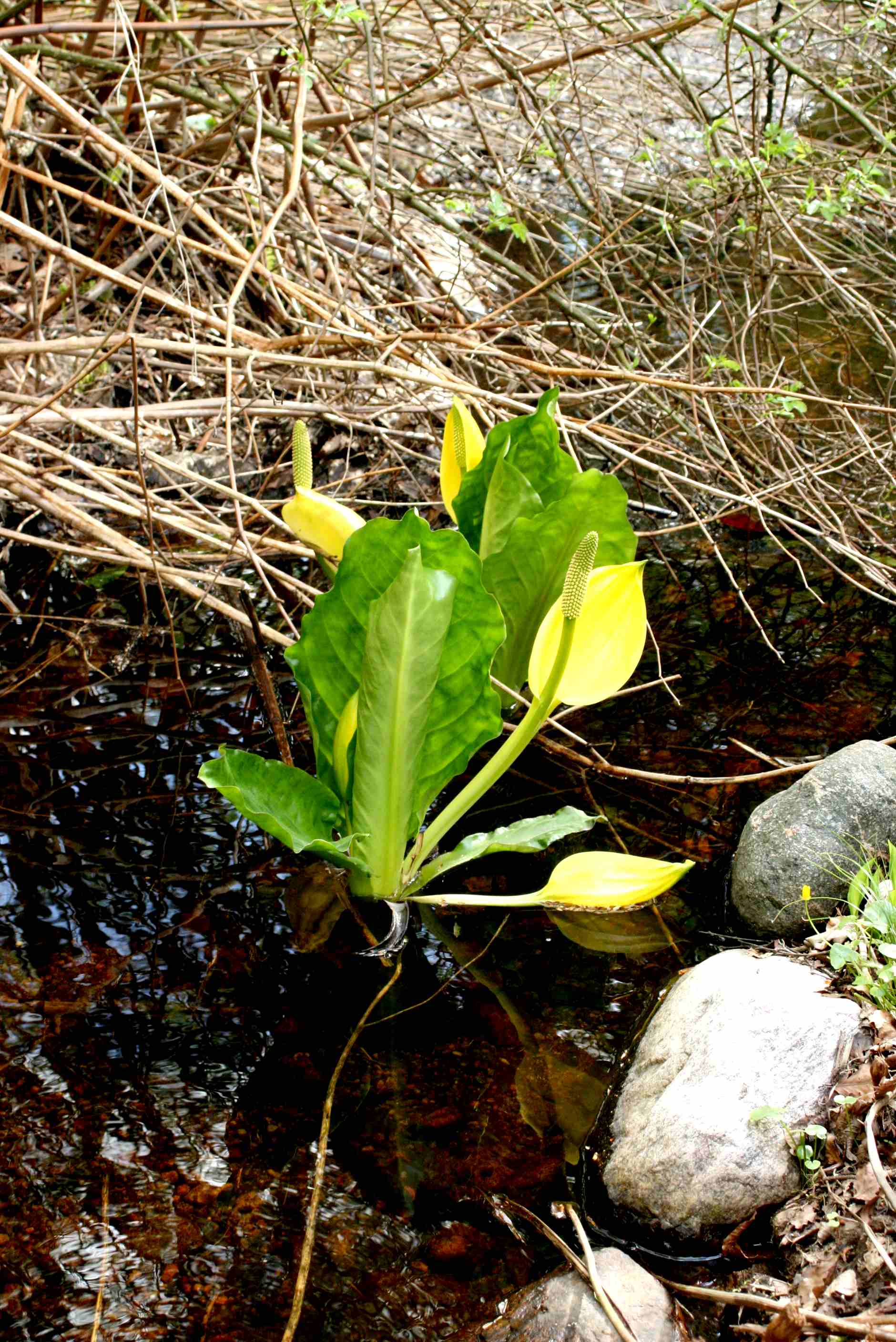 10 Lysichiton americanus (skunkkalla) Lngtorp Hrs kn (Sk) 070429 S. Lithner.jpg