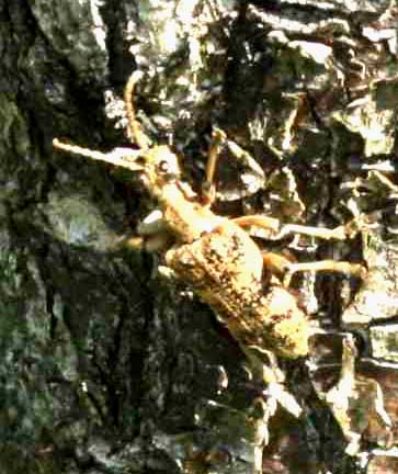 22 Rhagium sycophanta (ektrdlpare) Tvelsrumssen( )l 070526 S. Lithner.jpg