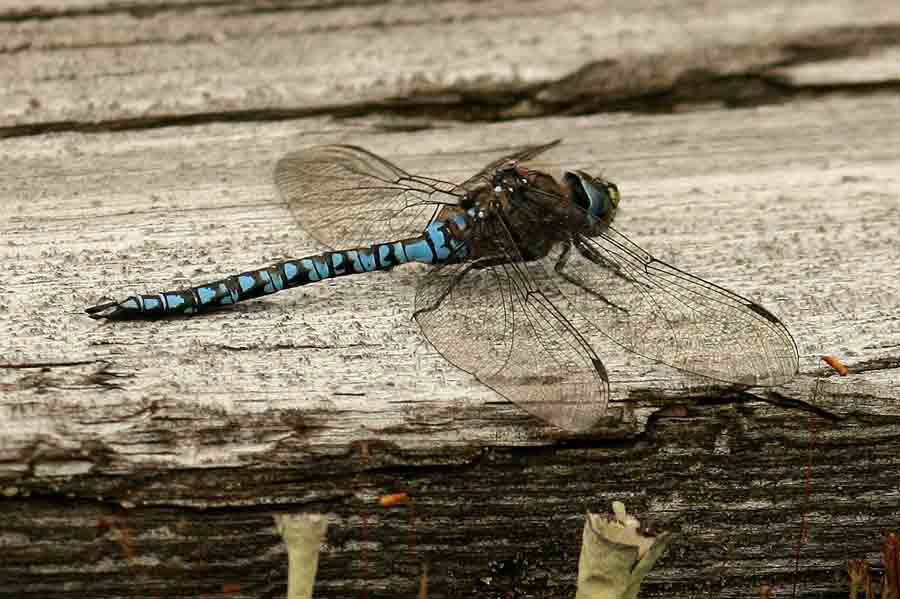 Aeshna caerulea (fjllmosaikslnda) Anabckenomr (Lu Lpm) 110709. Stefan Lithner