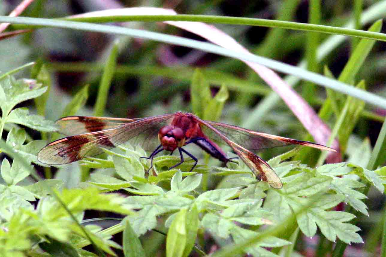 Sympetrum pedemontanum male Ramsjholm (Sm) 110910. Stefan Lithner