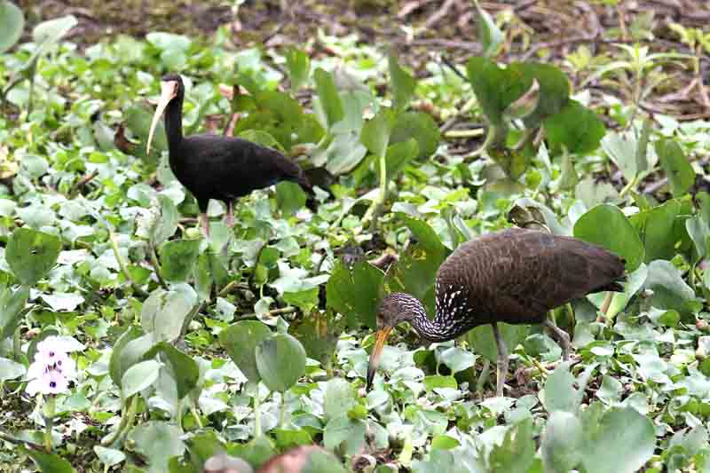 Bare-faced Ibis  n Limpkin 121108. Photo  Stefan Lithner