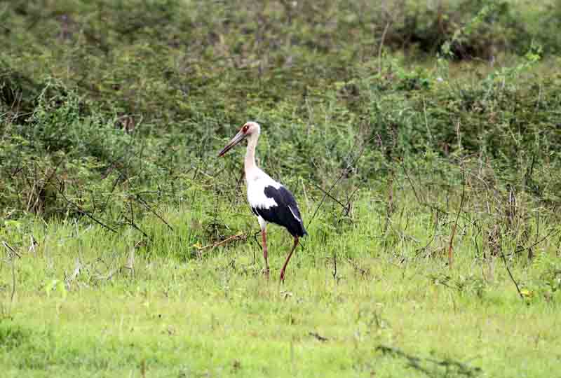 Maguari Stork 121108. Photo  Stefan Lithner