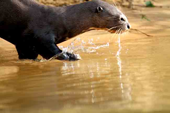 Giant Otter. Photo  Stefan Lithner